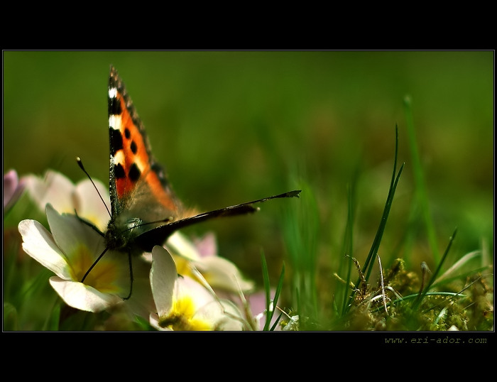 .:Byl jednou jeden motýl:.