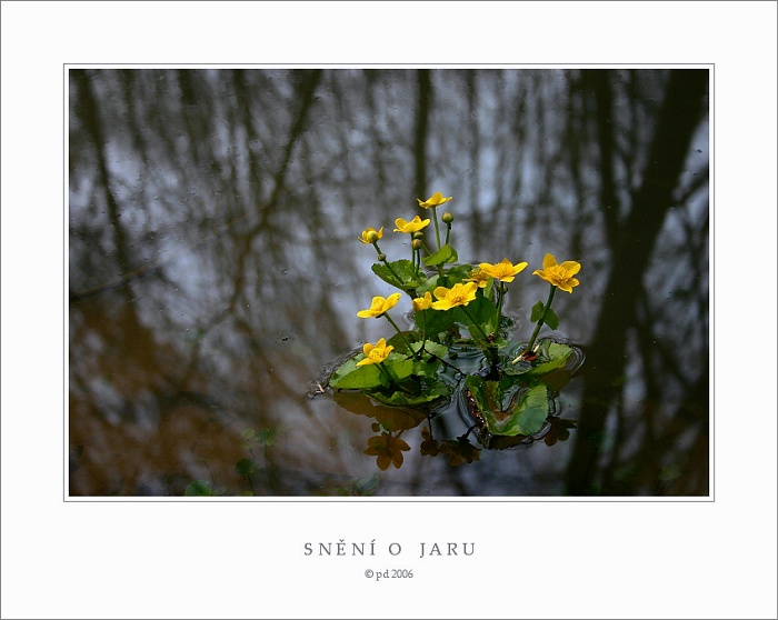 SNĚNÍ O JARU