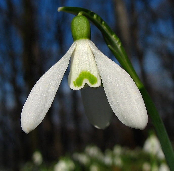 Snežienka