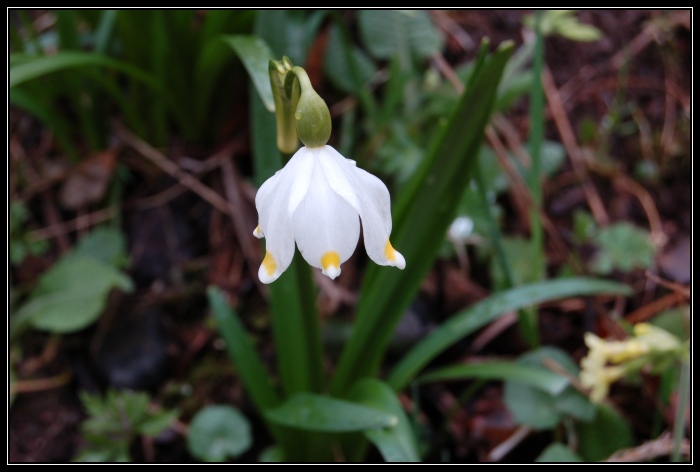 Krásná a osamocená