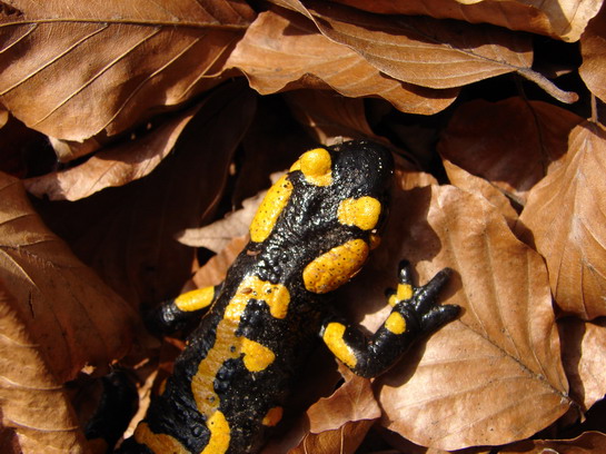 Salamandra I