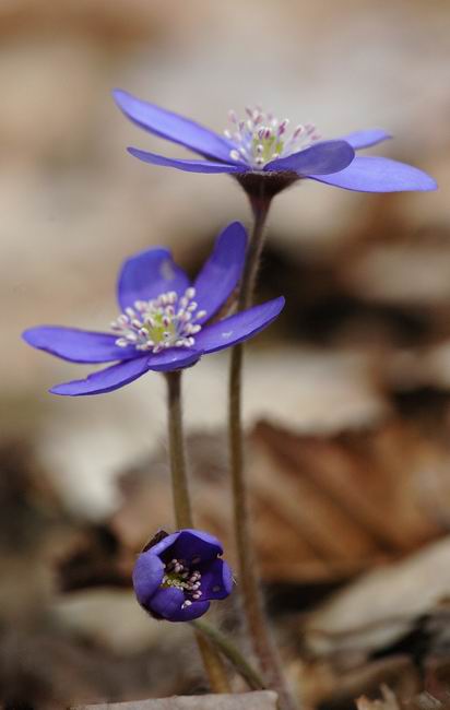 jaterník podléška