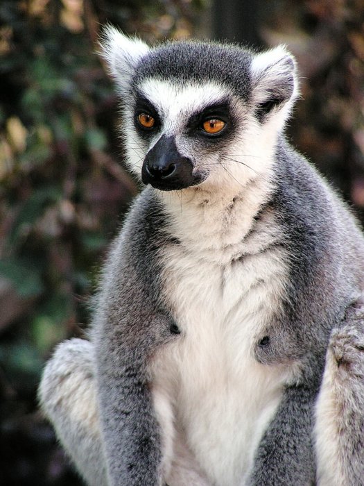 Lemur kata