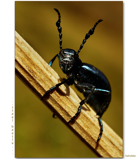 ...steel beetle...