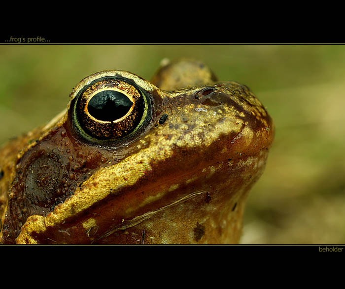 frog\'s profile...