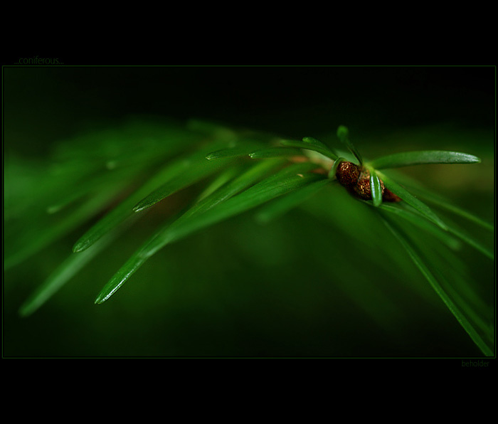 ...coniferous...
