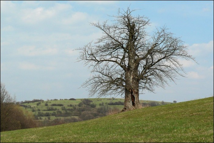 Oskoruša