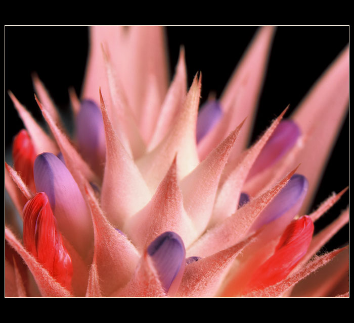 aechmea fasciata II