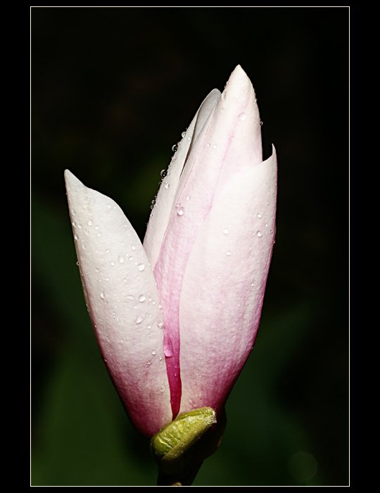 magnolia