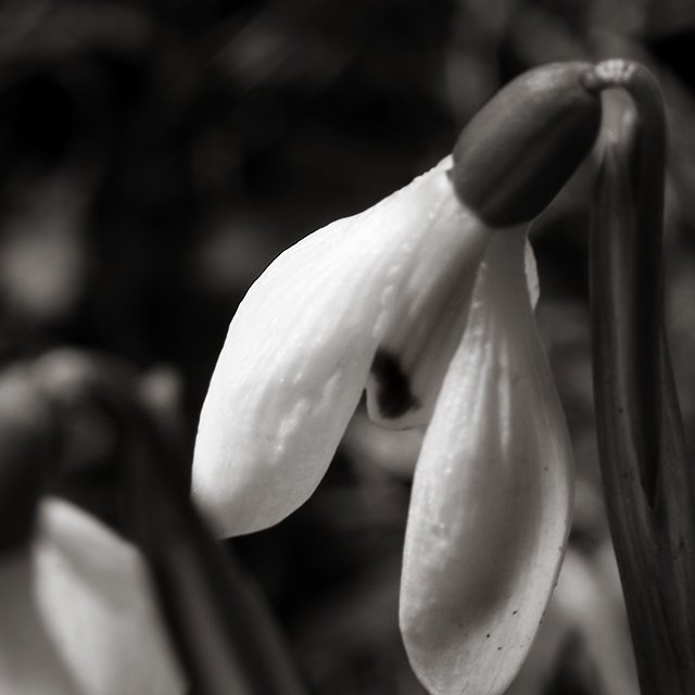 :: Spring tears ::