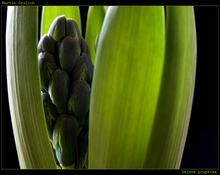 Zelená poupátka