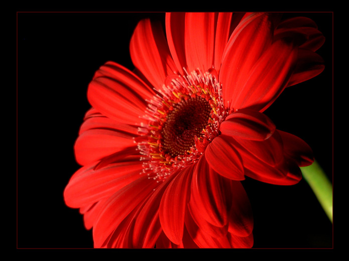The Flower