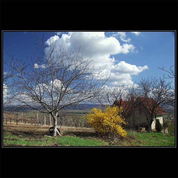 Jaro začina