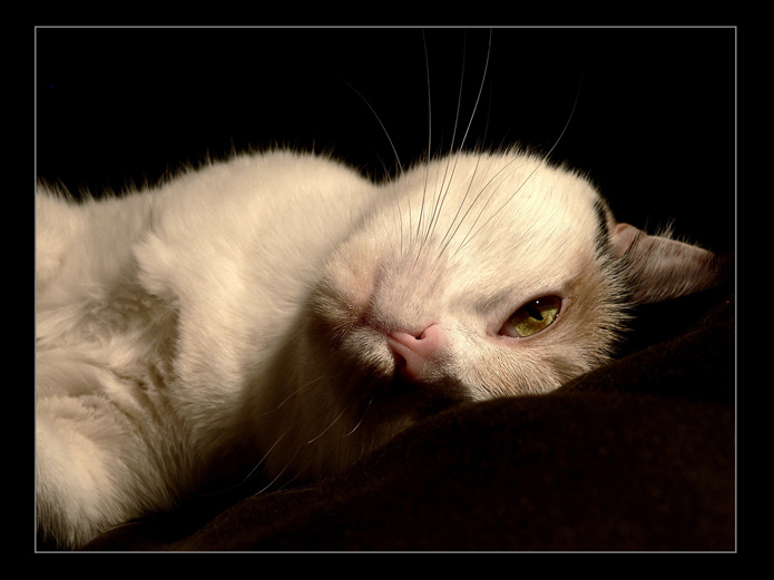 Modelka