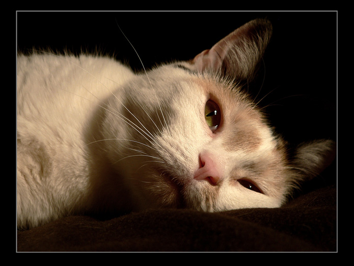 Modelka II.