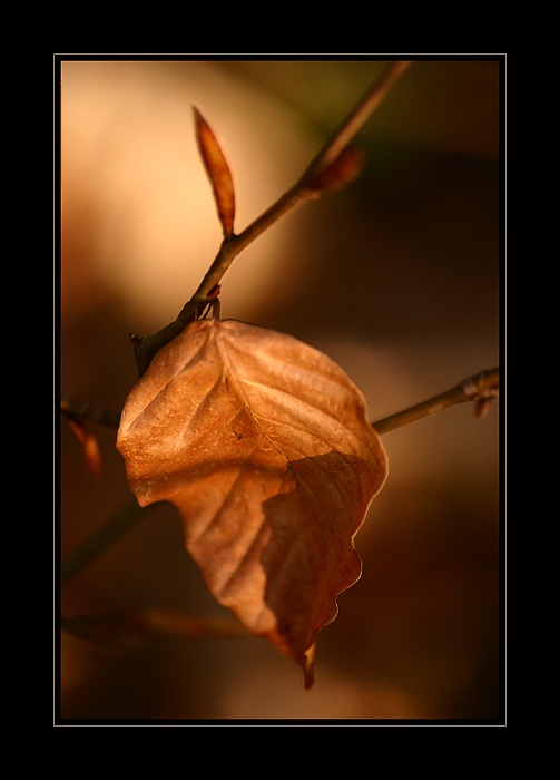 Keď opadá lístie z buku