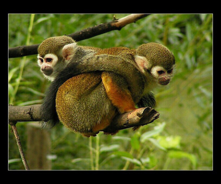 Více hlav,více rozumu