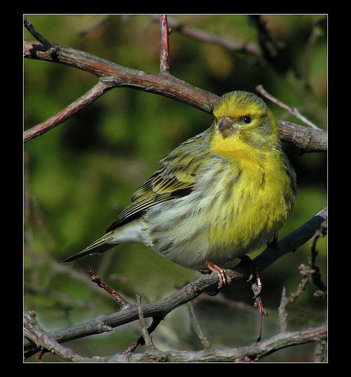 Zvonohlík zahradní