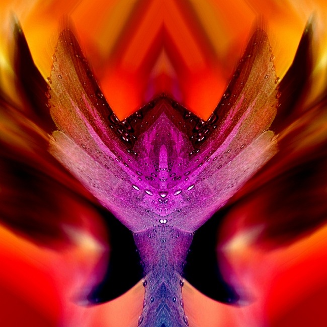 fénix