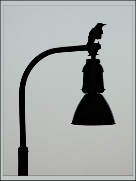 Pouličná lampa a jej hosť...