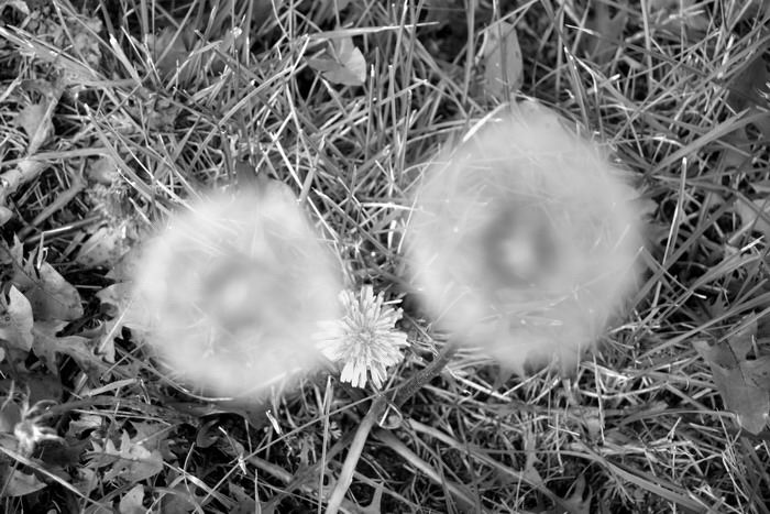 Jak jsem vytočil trávu