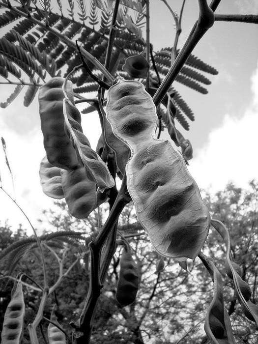 Sedm oříšků pro Popelku, osmý pro tebe