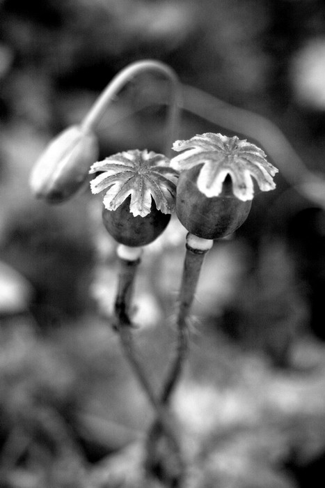 Námluvy makové panenky (aneb miluji tvé nohy do \"X\")