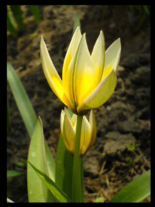 žlutý tulipán(mobil)