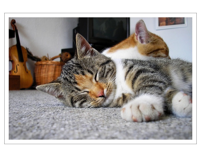 Na housličky docvičeno