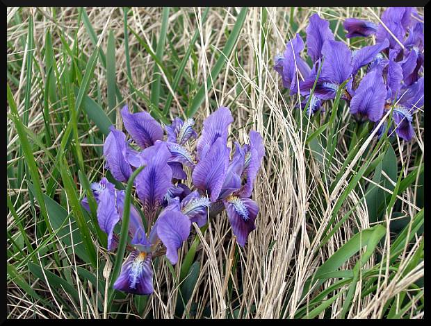 Kosatec (aspoň dofám :) )