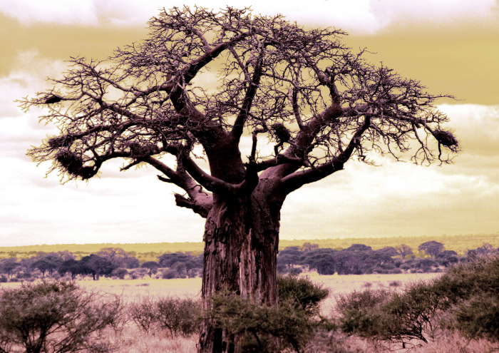 Baobab in dream