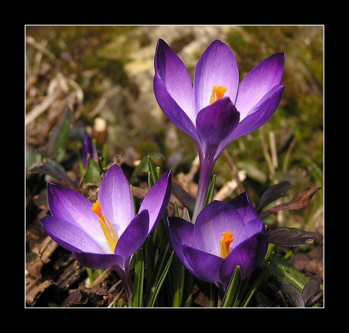 Krokusy