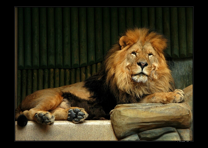 King of ZOO Liberec