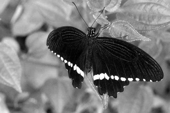 B&W Flyer