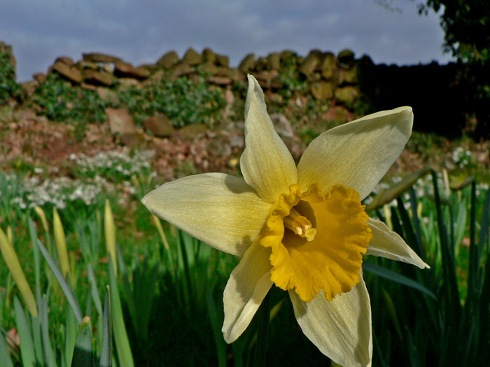 narcis v UK