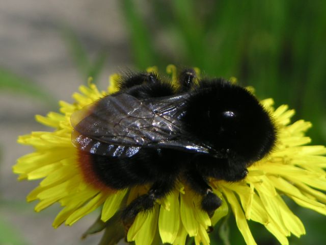 Bombus
