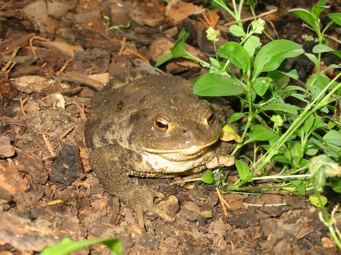 žába