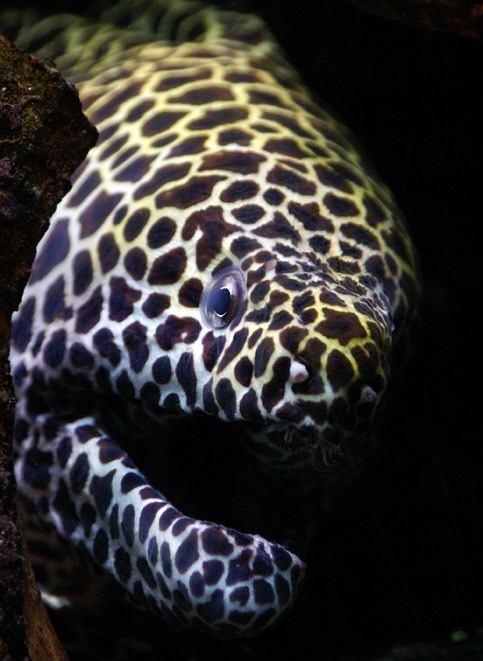 Murena