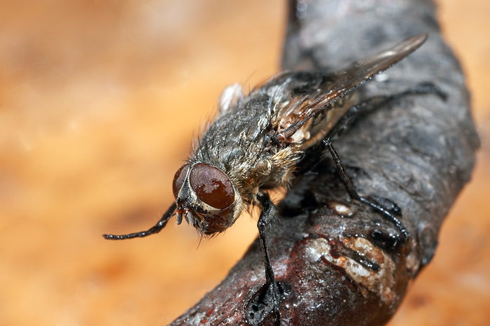 Pozdrav z mikrokosmu