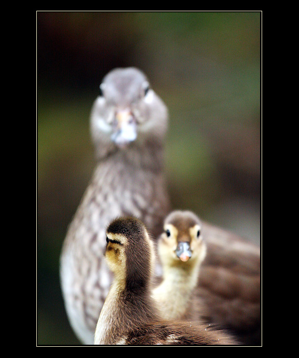 staci kdyz  \"cumi\"  dva ..