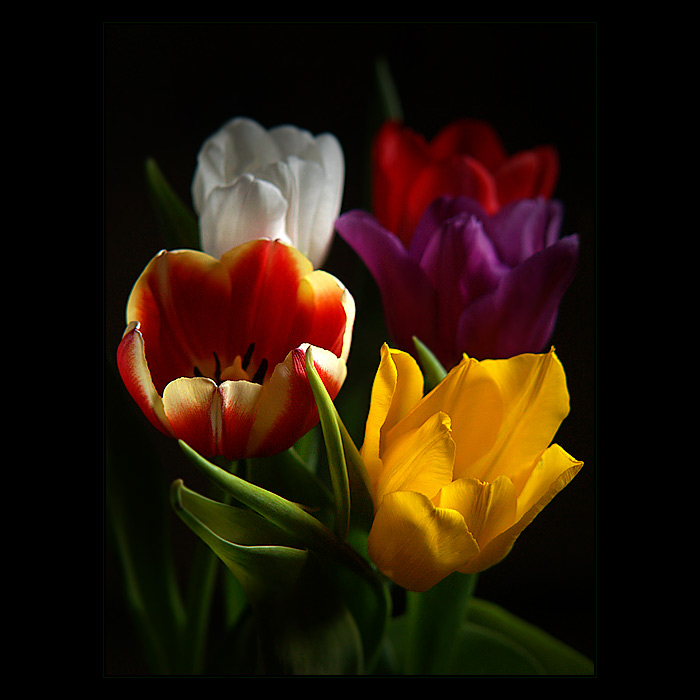 ***TULIPÁNI***