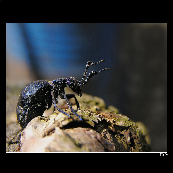 *** brouk Sáček ... ne Pytlík to je ***