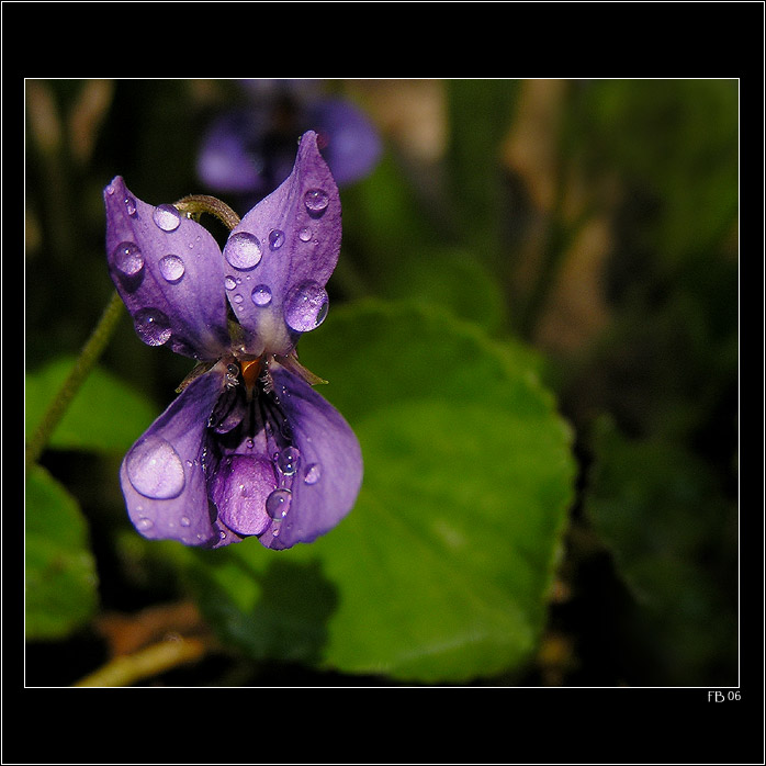 *** fialova po dešti ***