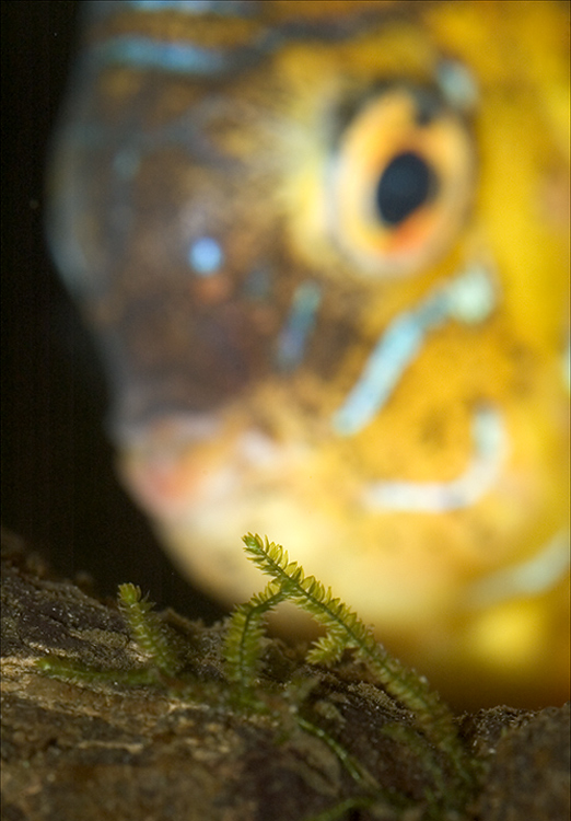 V akváriu