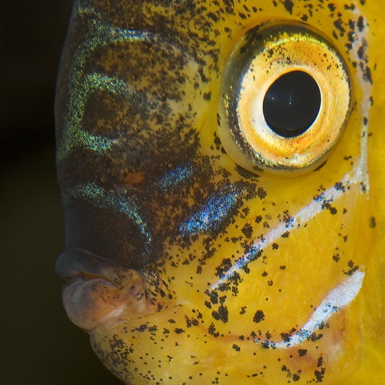 Discus