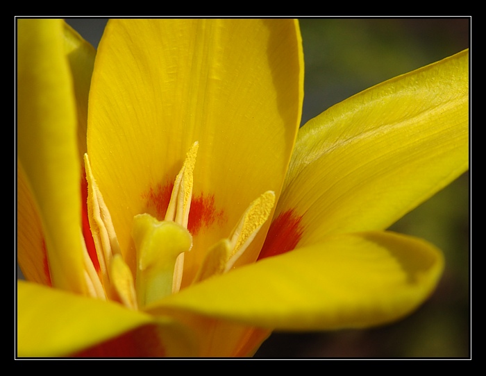 Nejspíš nějakej tulipán, či co