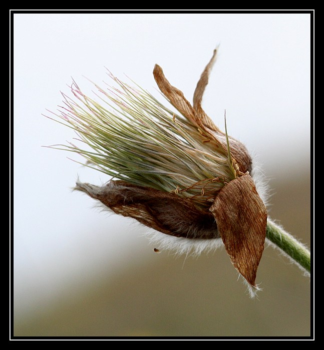 Koniec ponikleca