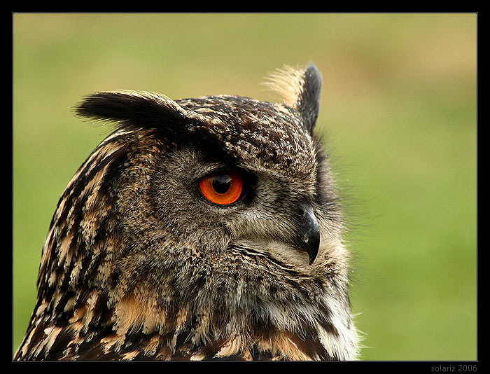Bubo