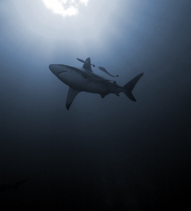 Sharkart