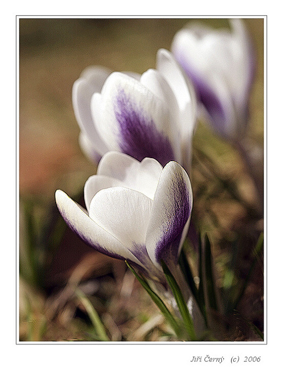 Krokusy...